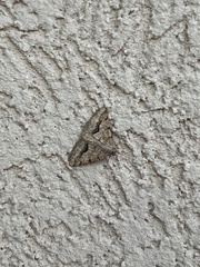 Frederickia s-signata