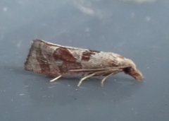 Pelochrista similiana