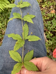 Lysimachia quadrifolia
