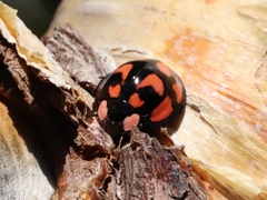 Aiolocaria hexaspilota