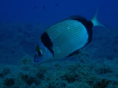 Diplodus vulgaris