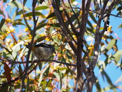 Pardalotus punctatus