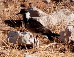 Vanellus armatus