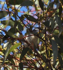 Pardalotus punctatus