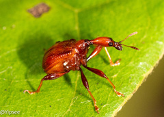 Paratrachelophorus nodicornis