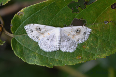 Scopula indicataria