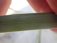 Leymus arenarius