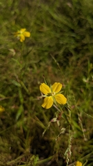 Ludwigia linearis