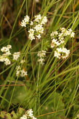 Galium saxatile