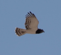 Circaetus pectoralis