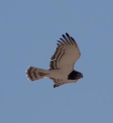 Circaetus pectoralis