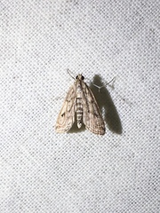 Parapoynx allionealis