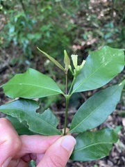 Psychotria suterella