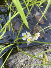 Sagittaria graminea