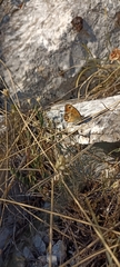 Coenonympha dorus
