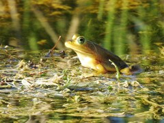 Lithobates grylio