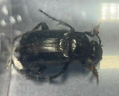 Nicrophorus humator
