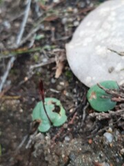 Cyrtostylis reniformis