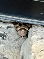 Drasteria pallescens