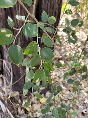 Ficus