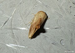 Tortricidia testacea