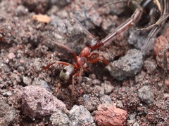 Formica sanguinea