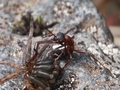 Formica sanguinea