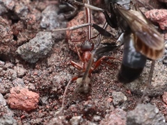Formica sanguinea