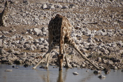 Giraffa camelopardalis angolensis