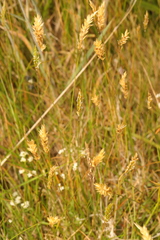 Anthoxanthum odoratum
