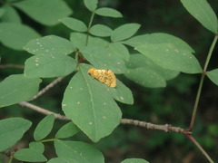 Chrysoecia atrolinea