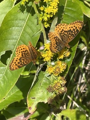 Boloria bellona