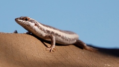 Trachylepis spilogaster