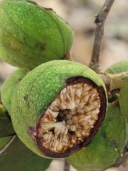 Ficus