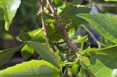 Coreoidea