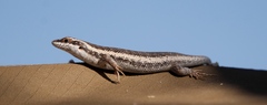 Trachylepis spilogaster