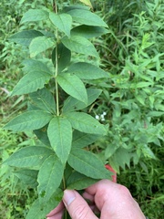 Lysimachia quadrifolia