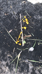 Dacrymyces spathularia