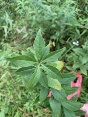 Lysimachia quadrifolia