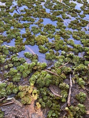 Salvinia molesta