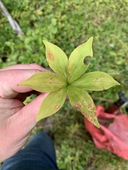 Medeola virginiana