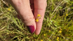 Hypericum gentianoides