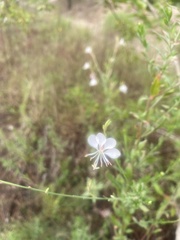Oenothera filiformis