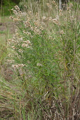 Pterocaulon virgatum