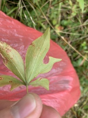 Medeola virginiana