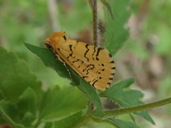 Chrysoecia atrolinea