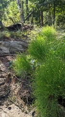 Hypericum gentianoides