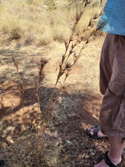 Cymbopogon bombycinus