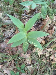 Maianthemum stellatum