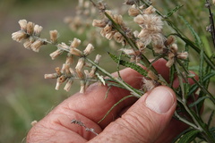 Pterocaulon virgatum